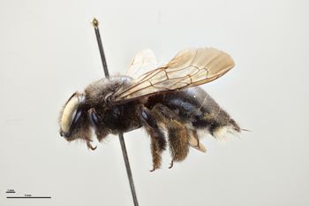 Media type: image;   Entomology 810668 Aspect: habitus lateral view